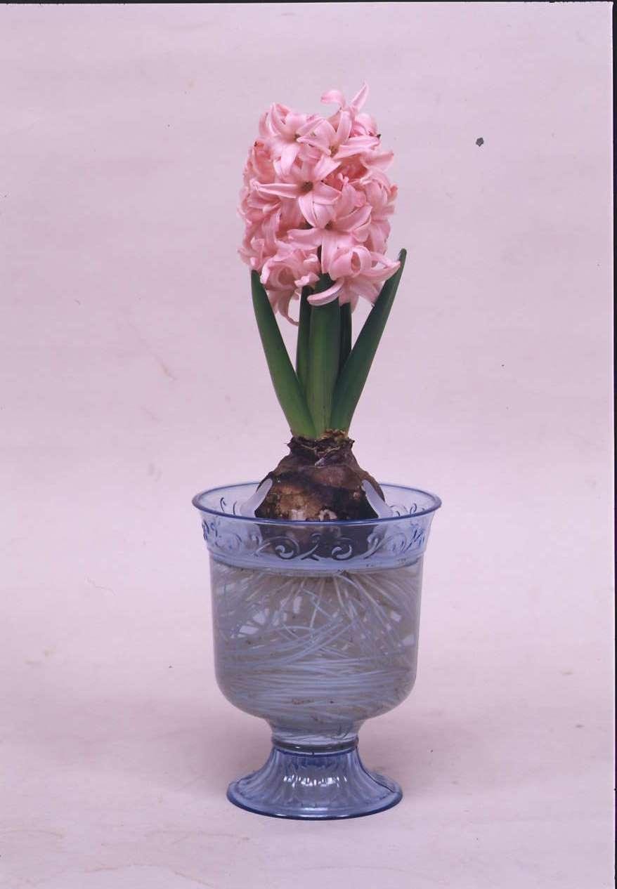 ヒヤシンス様 てんてん星 ヒヤシンスポット / クリア・LL | 星屑が散りばめ